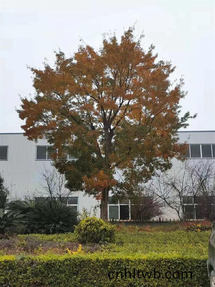 楓(feng)葉紅(hong)了 喜(xi)報臨(lin)門(men)